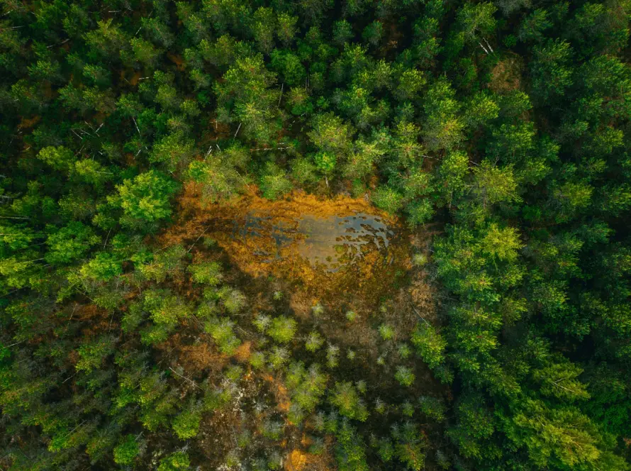 Foresta remota del progetto RemoTrees