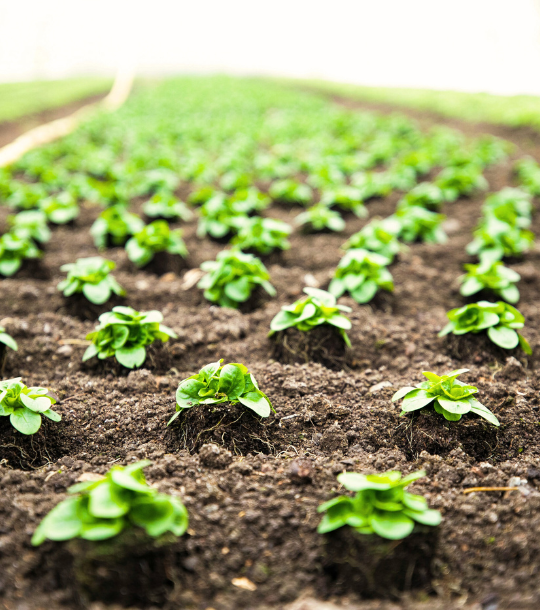 CEADS: agricoltura