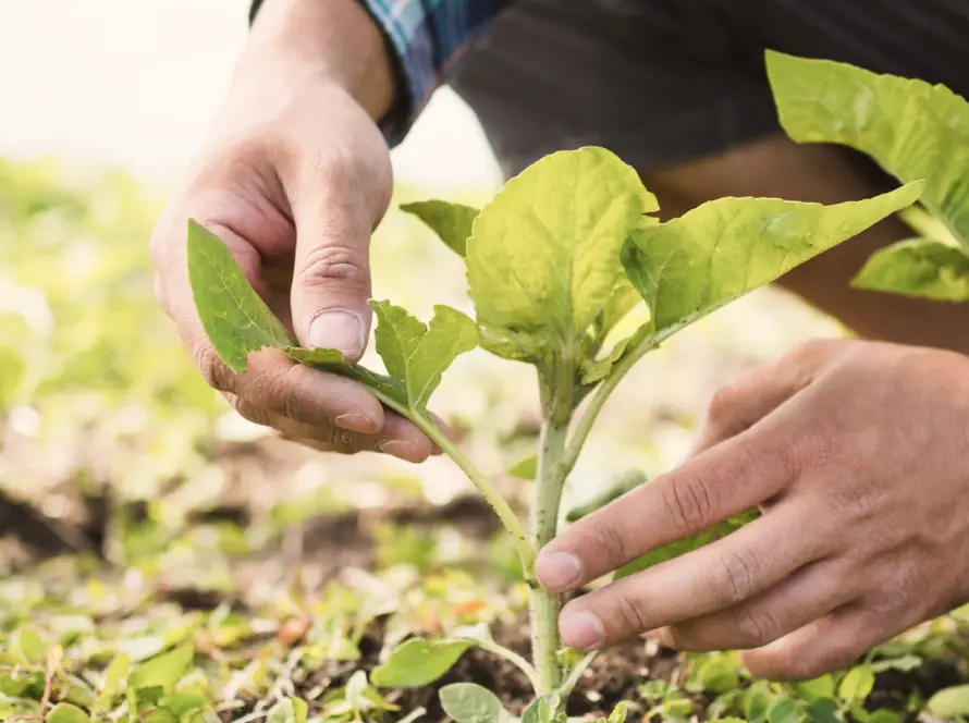 Assessorato Agricoltura Regione Puglia