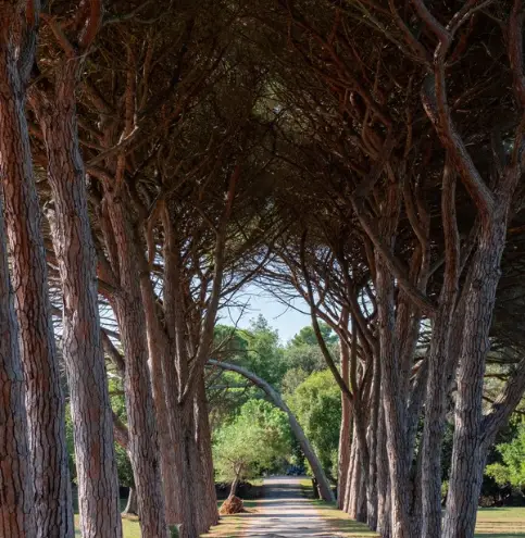 Pineta in città italiana